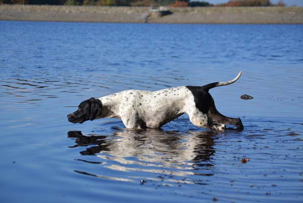 tiggy pointing in water